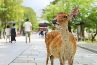 奈良県の地域画像3